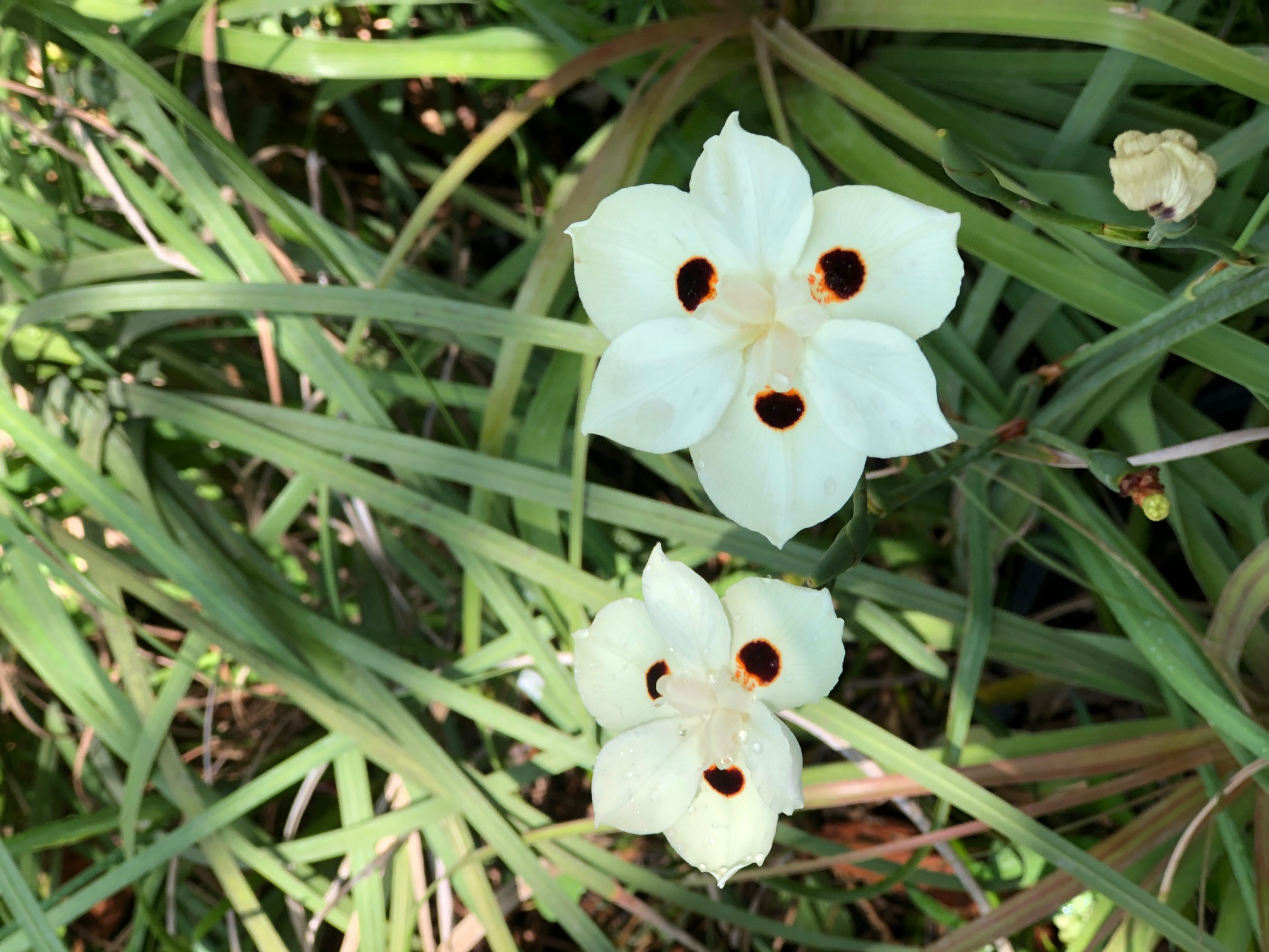 Dietes bicolor