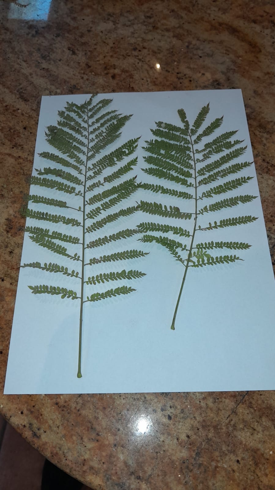 Jacaranda cuspidifolia