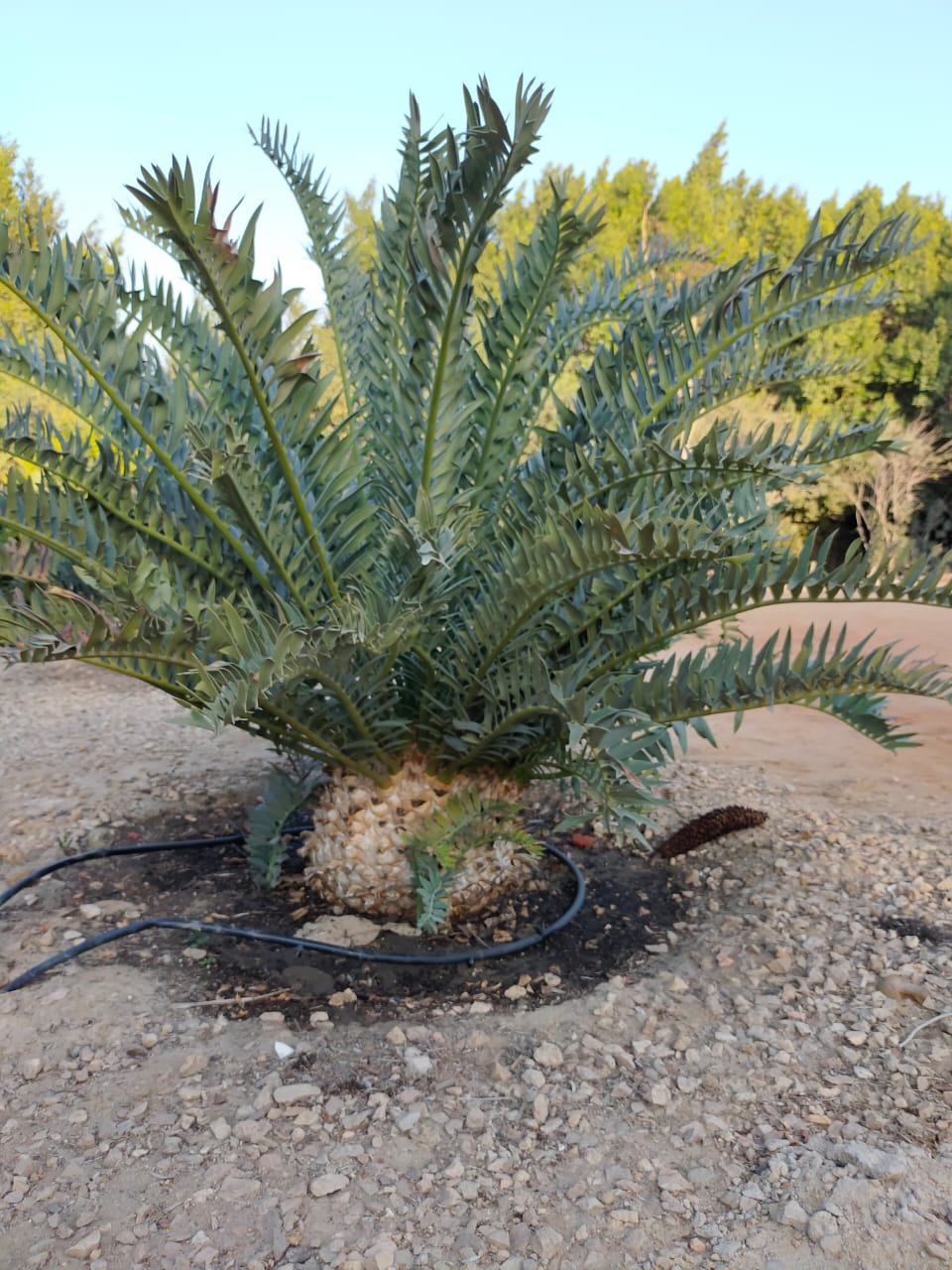 Encephalartos arenarius