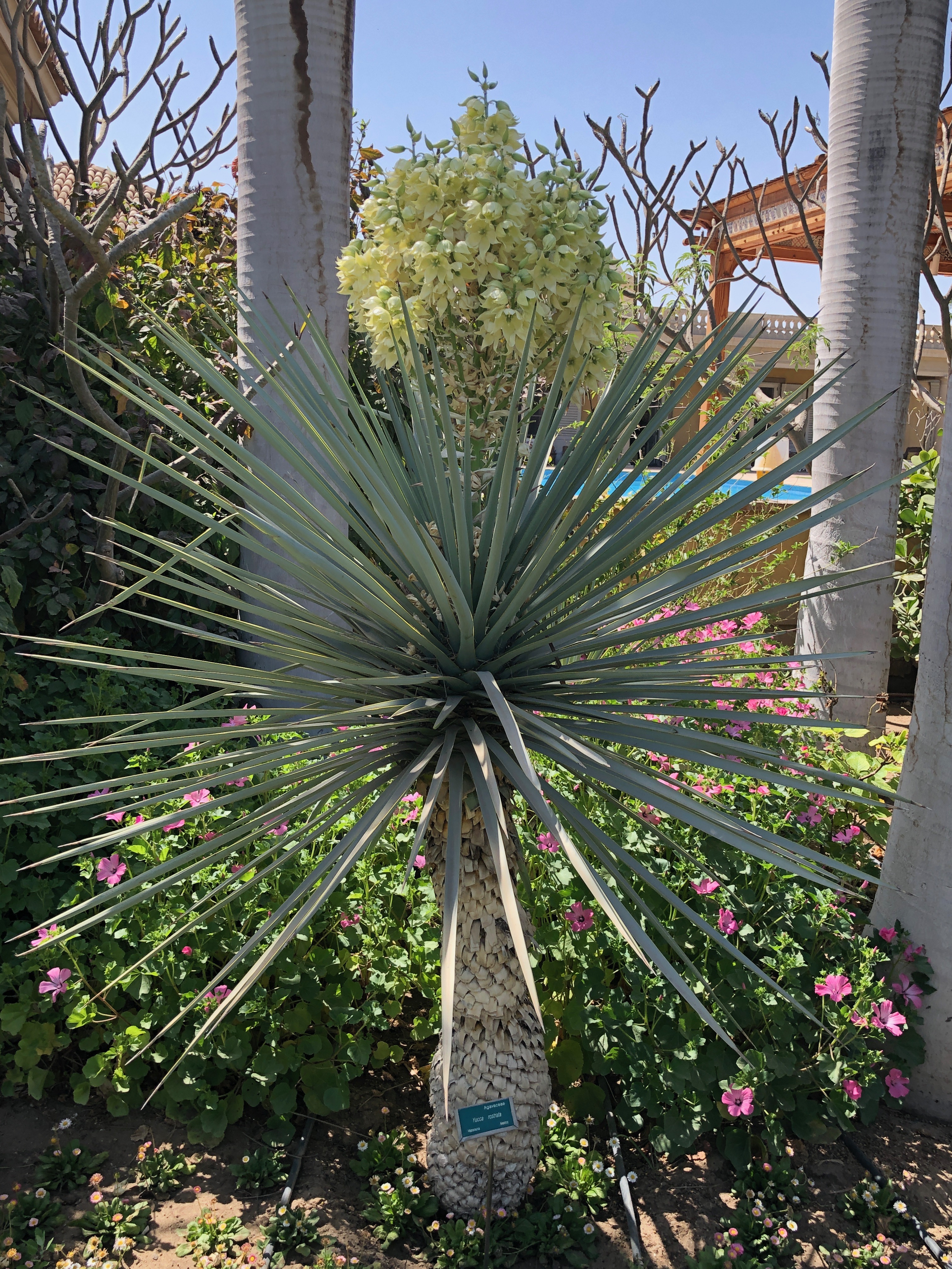 Yucca rostrata