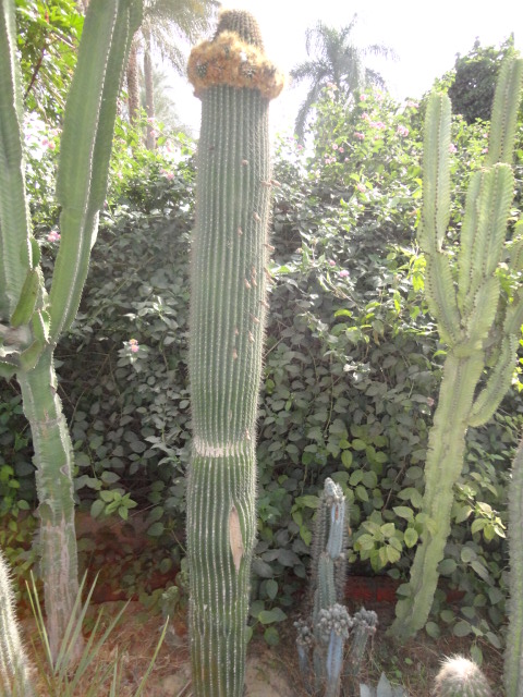 Cephalocereus polylophus