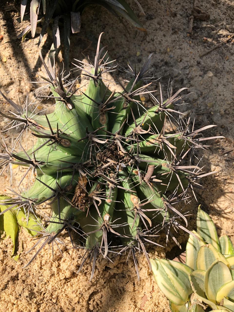 Ferocactus wislizenii