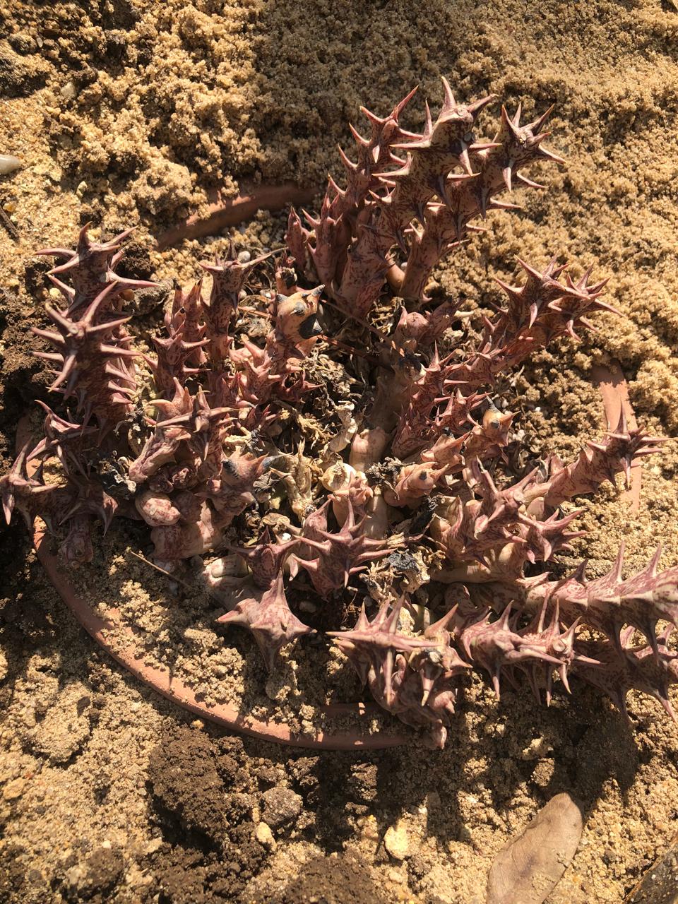 Caralluma hesperidum