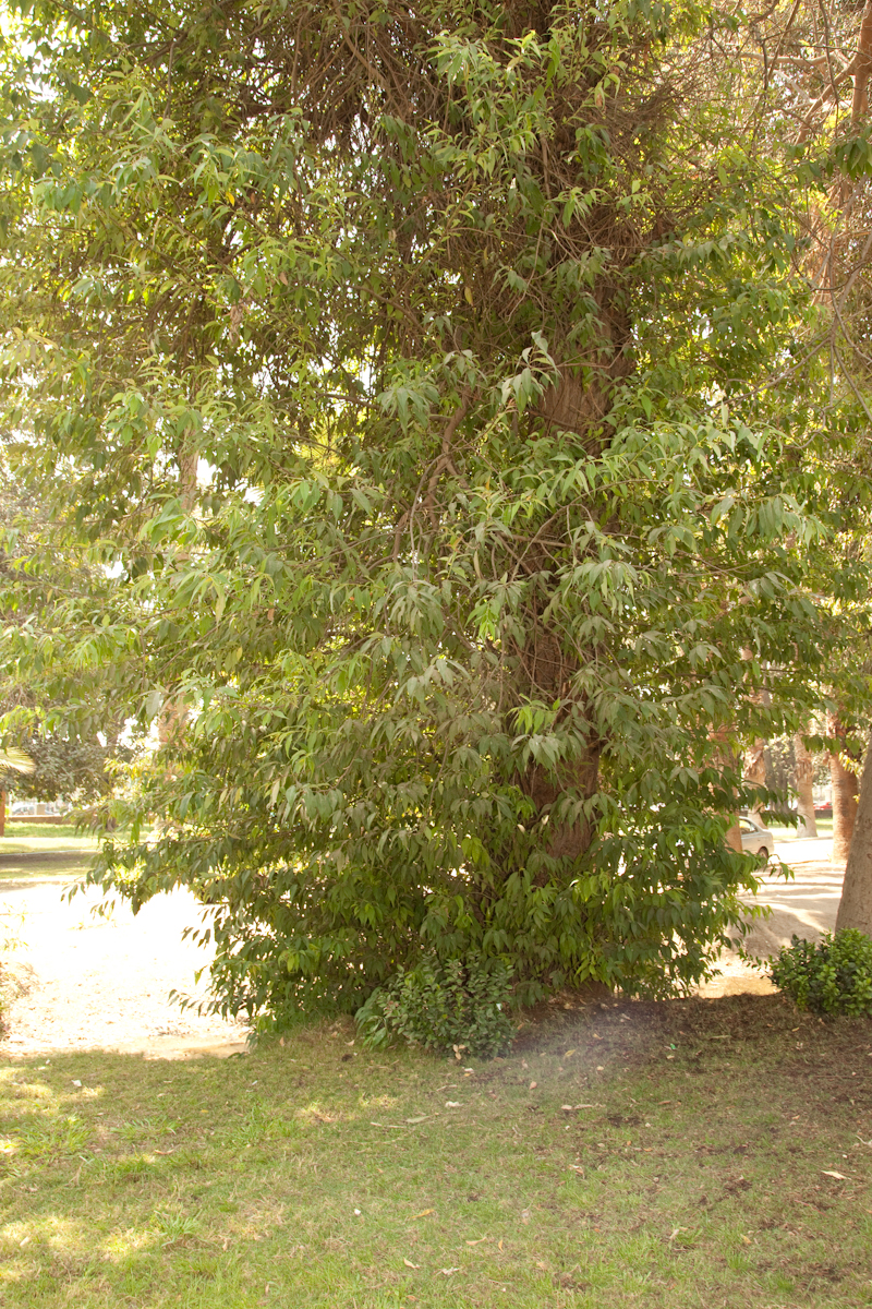 Salix tetrasperma