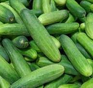 Cucumis sativus