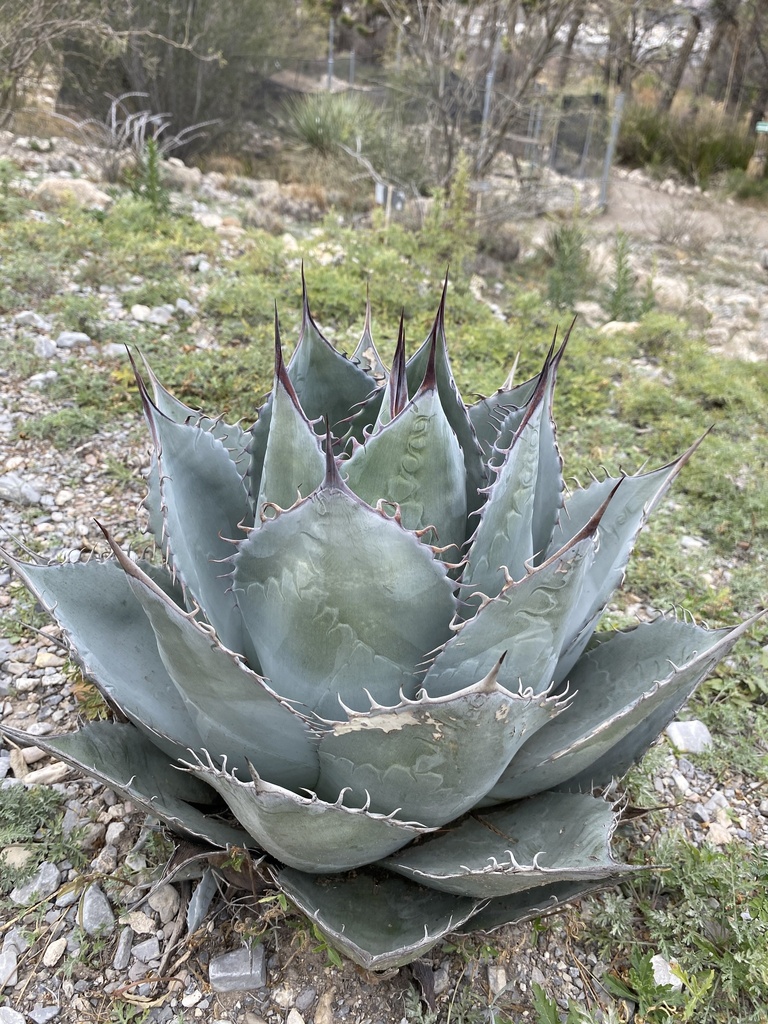 Agave wislizenii