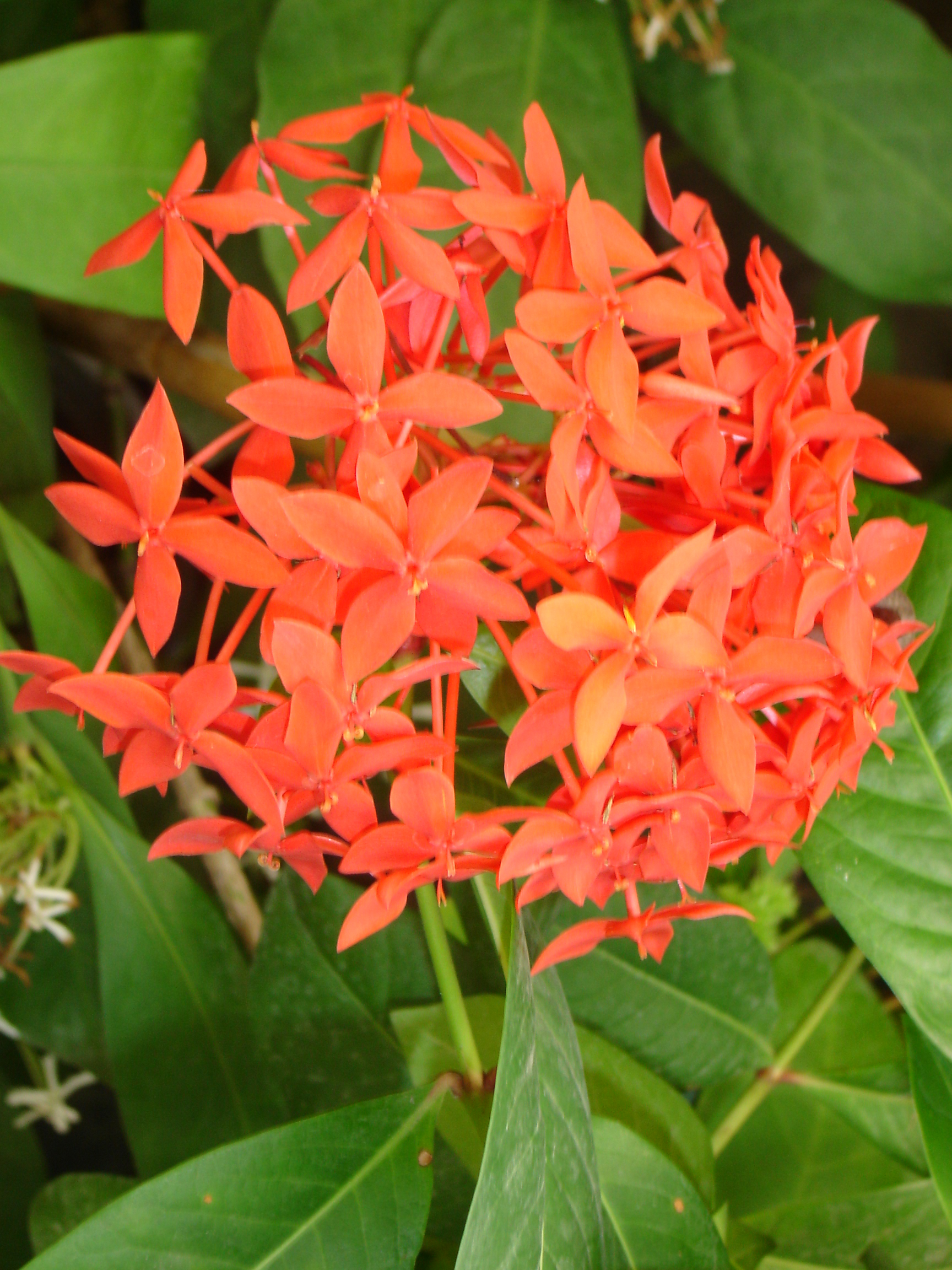 Ixora coccinea