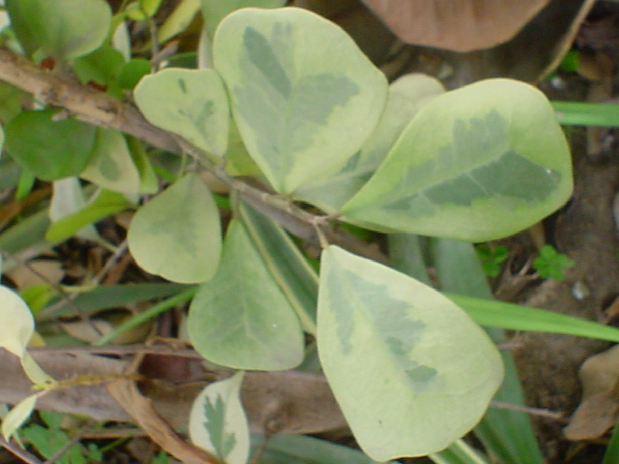 Ficus natalensis leprieurii
