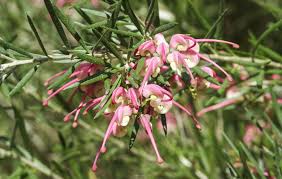 Grevillea rosmarinifolia