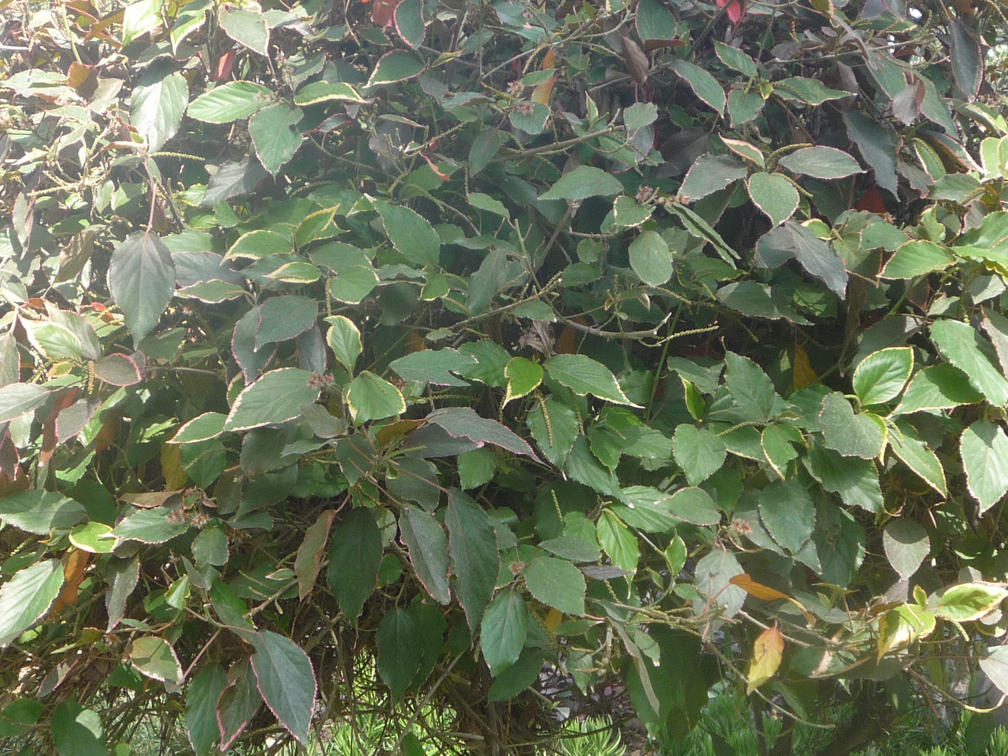 Acalypha wilkesiana