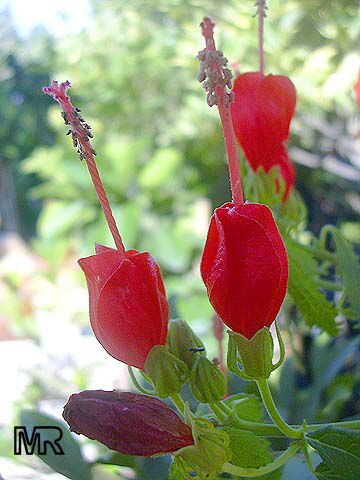 Malvaviscus drummondii