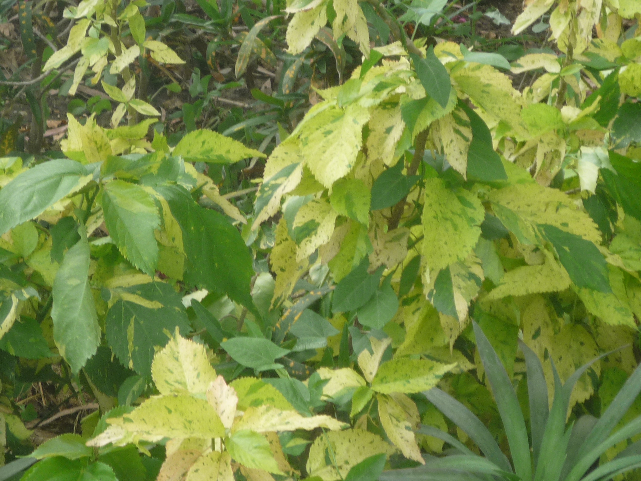 Acalypha wilkesiana