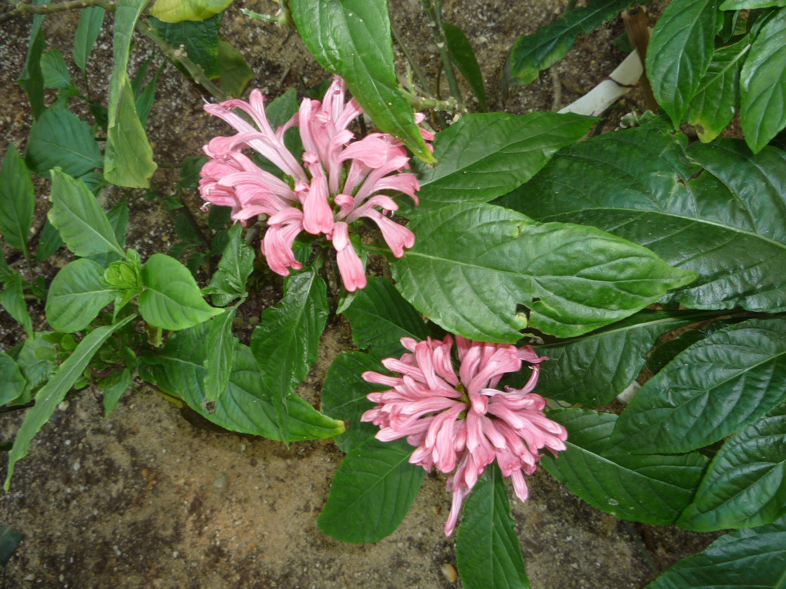 Justicia carnea