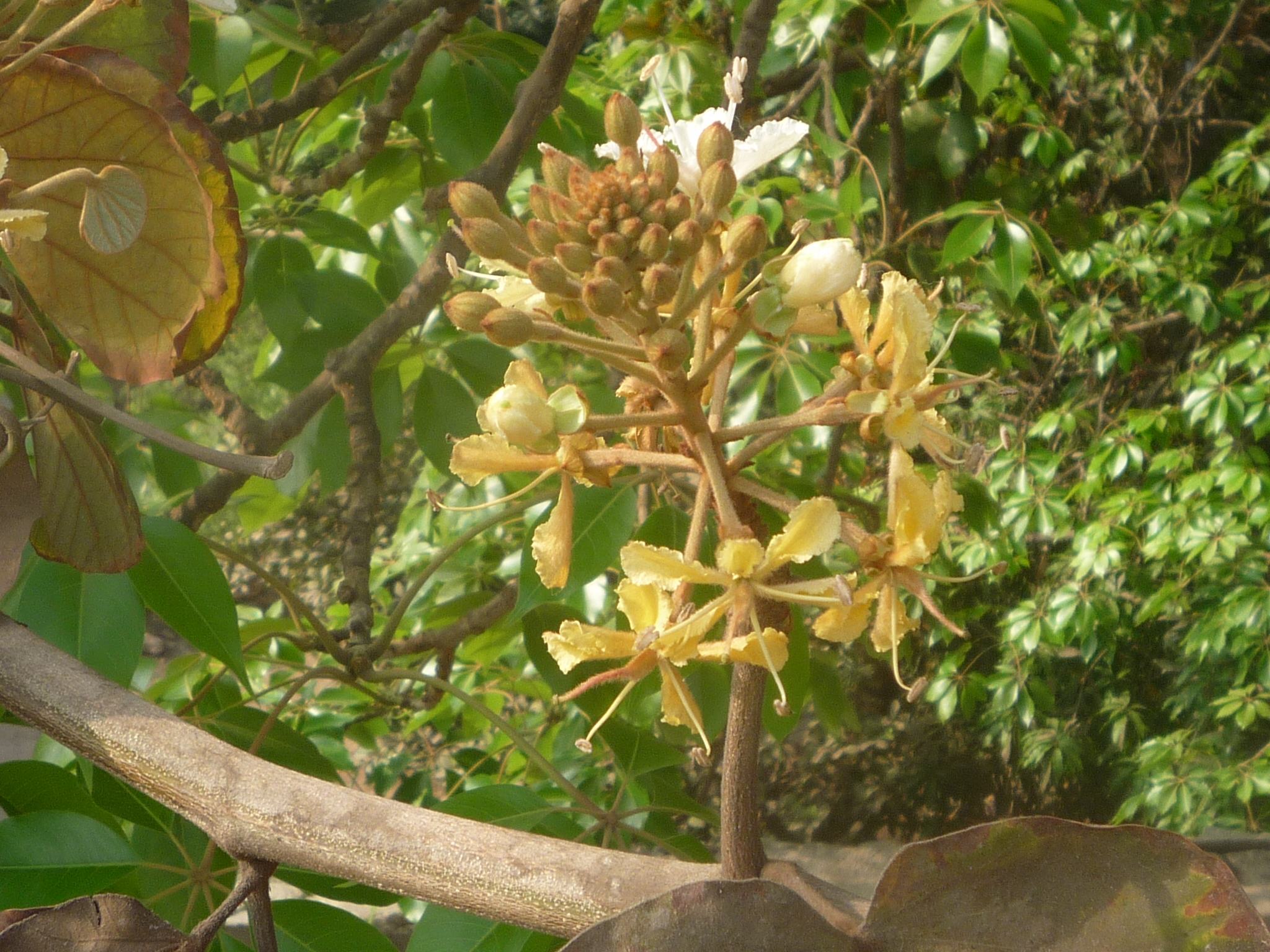 Bauhinia Vahlii