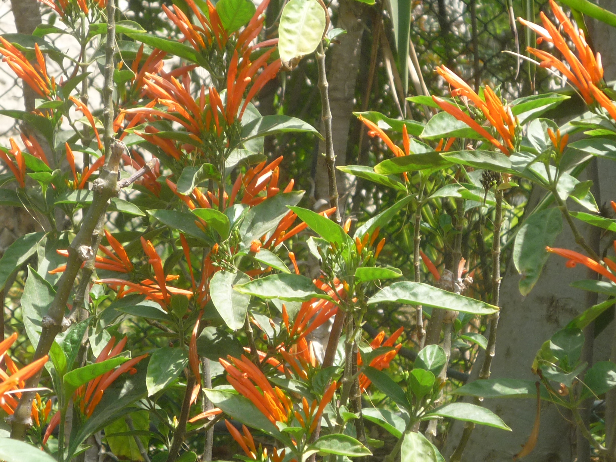 Justicia specigera