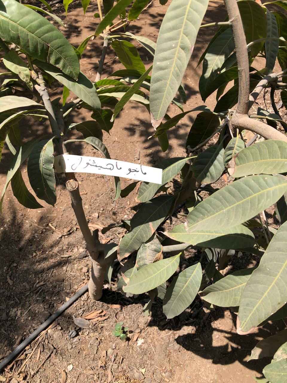 Mangifera indica