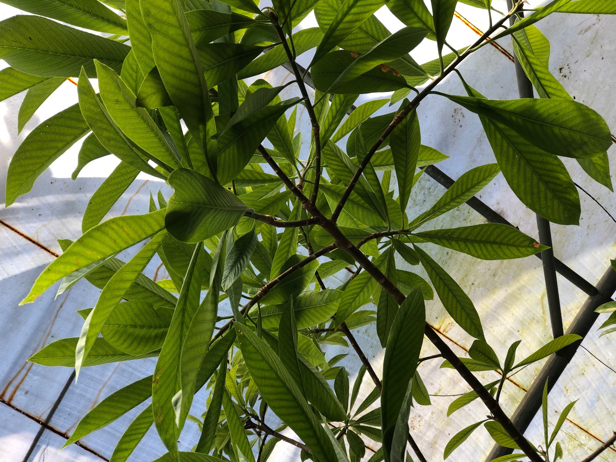Shorea gratissima