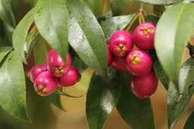 Syzygium paniculatum