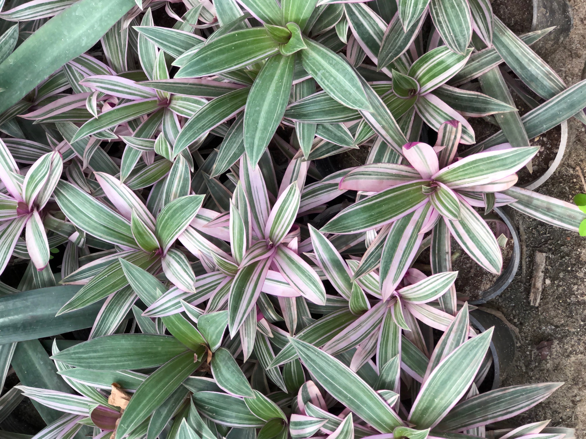 Tradescantia spathacea