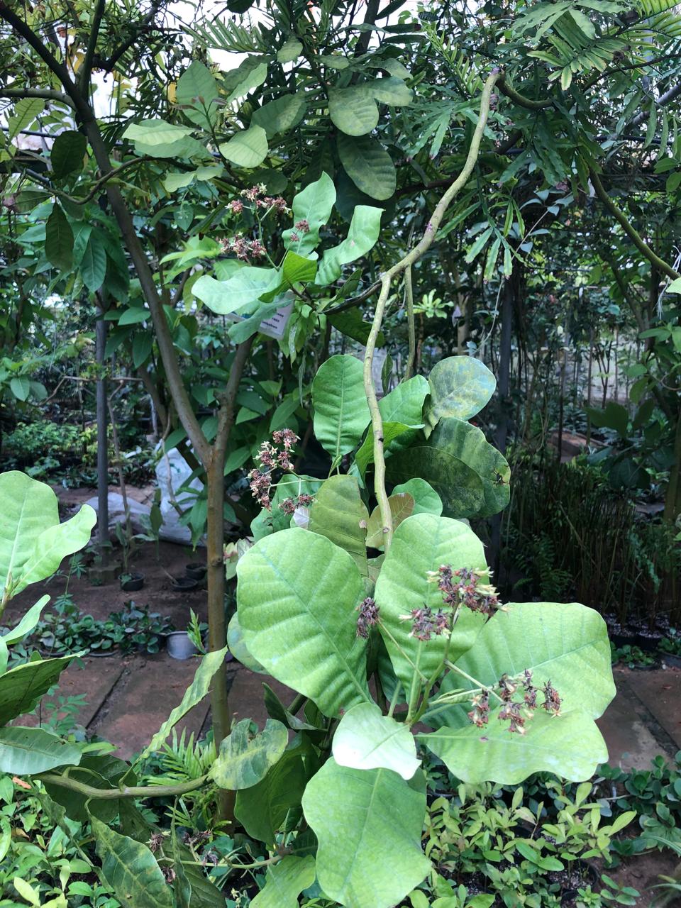 Anacardium occidentale
