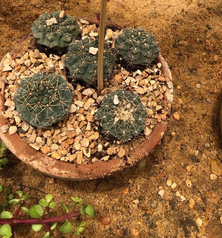 Gymnocalycium baldianum