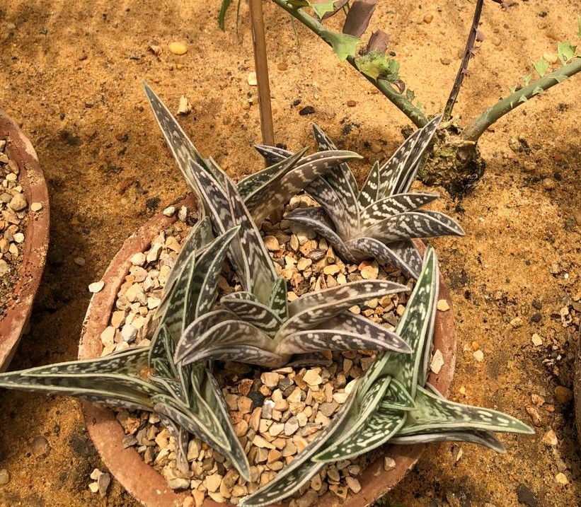 Gonialoe variegata