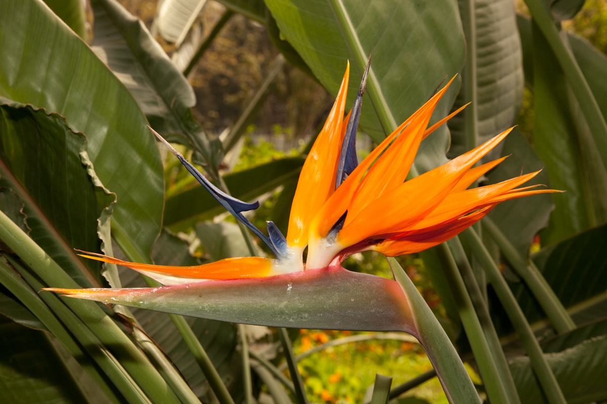 Strelitzia reginae
