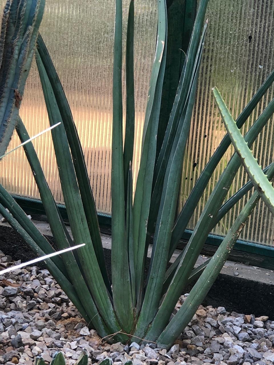 Sansevieria pearsonii