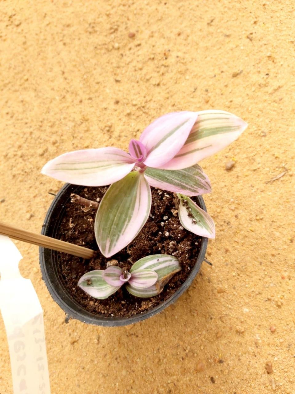 Tradescantia albiflora