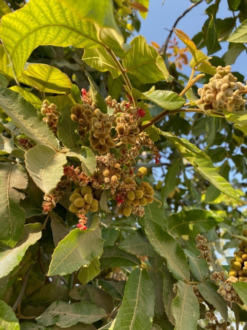 Alectryon tomentosus