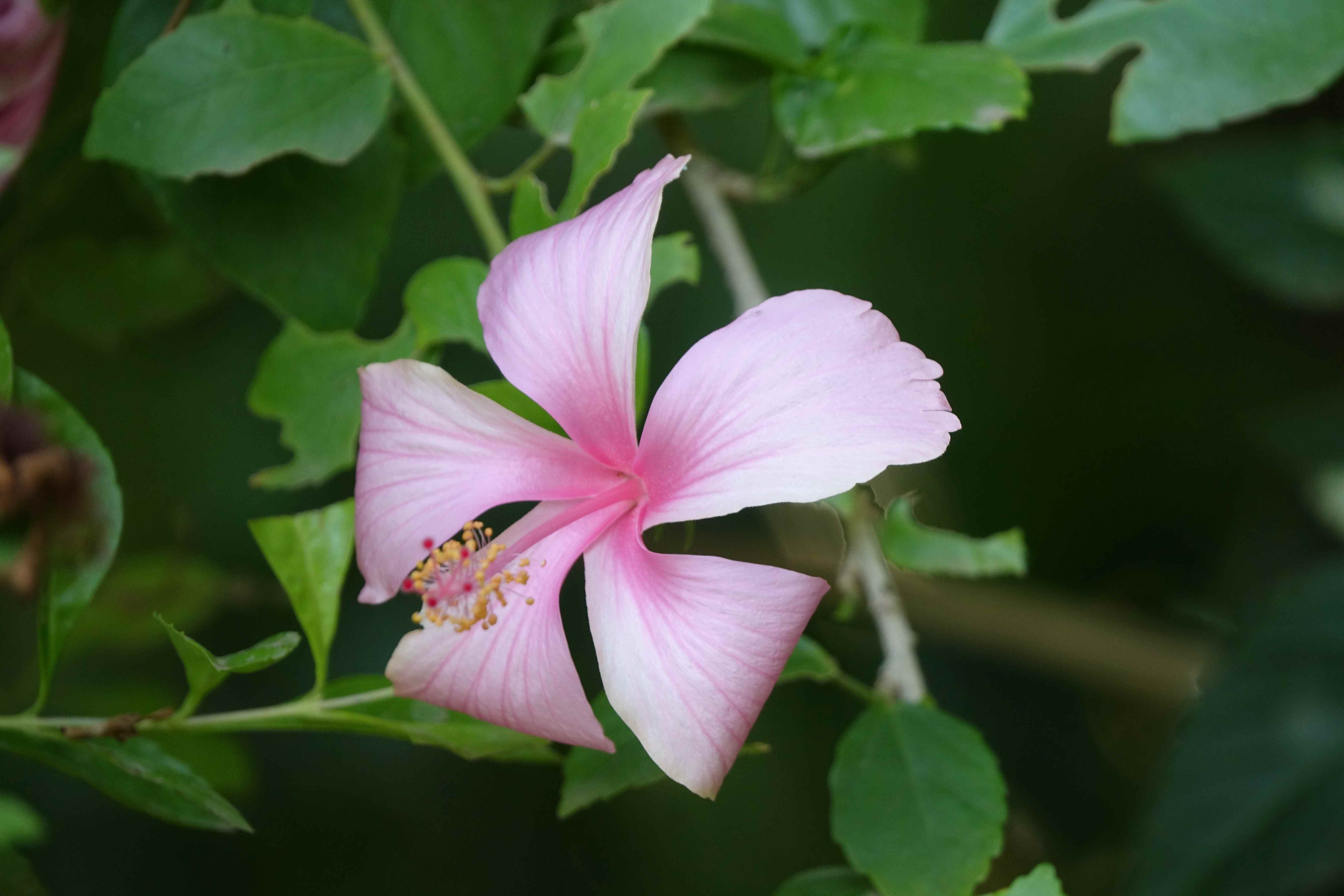 Hibiscus ferrugineus