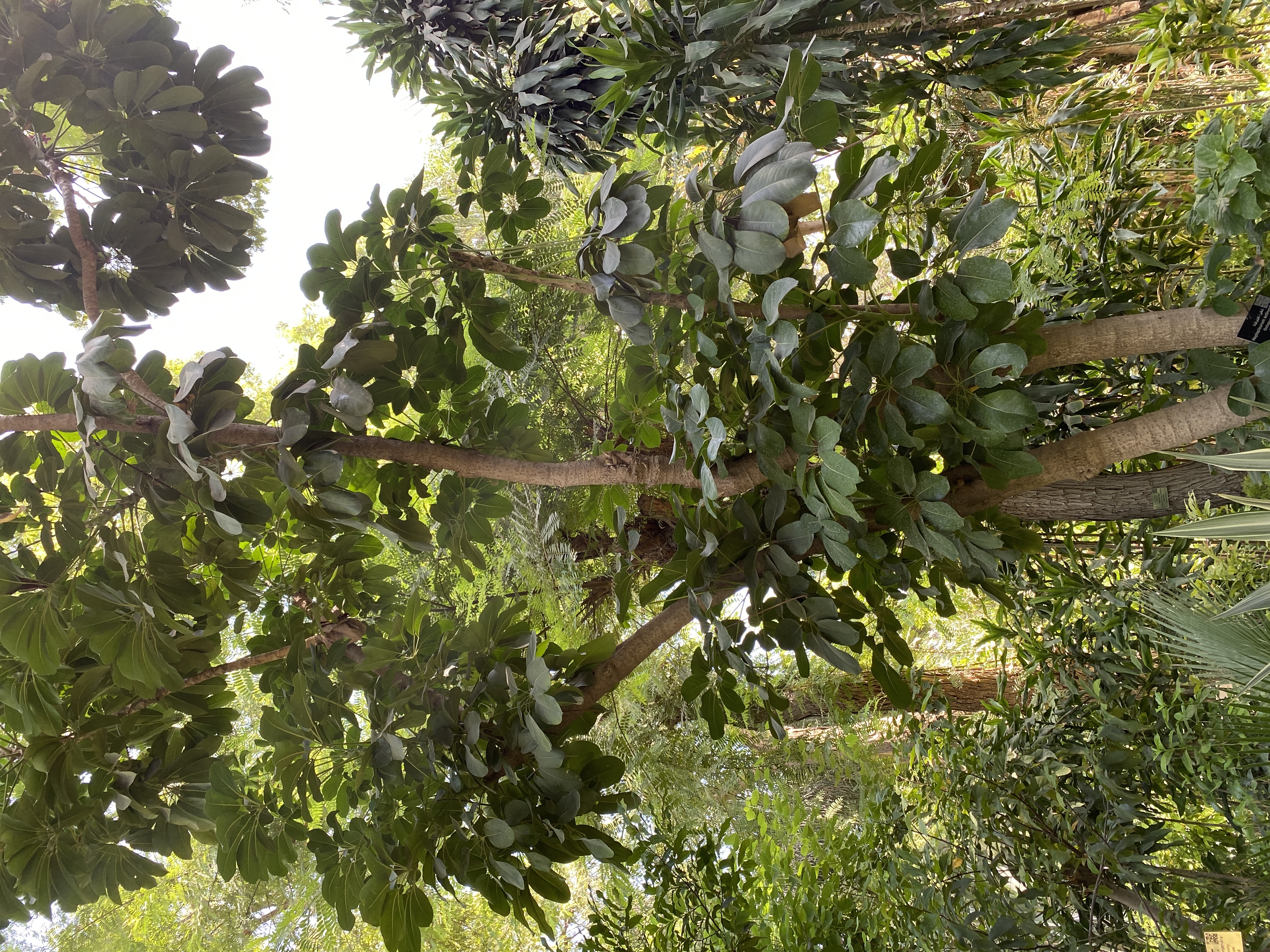 Schefflera actinophylla