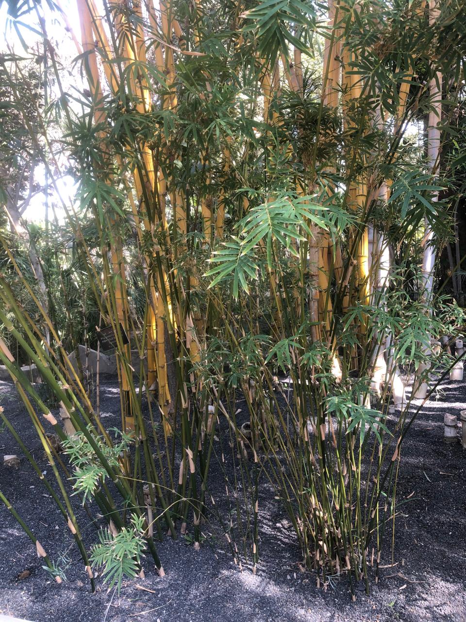 Phyllostachys aurea