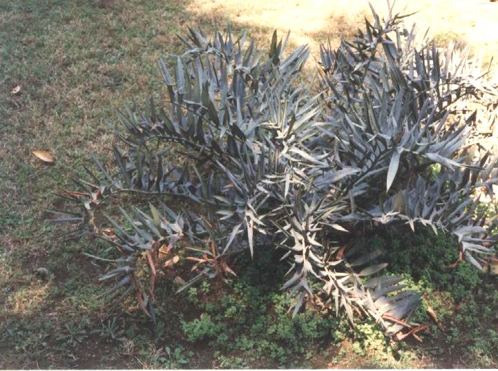 Encephalartos horridus