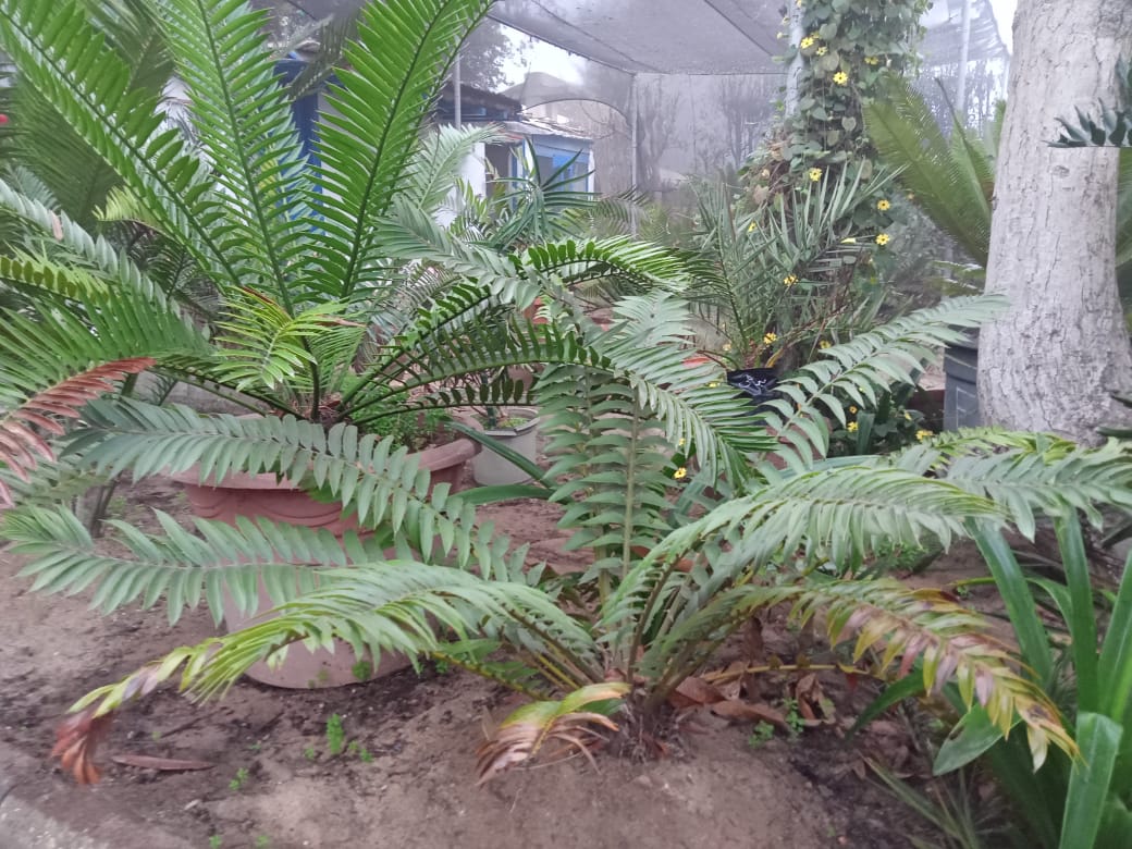 Encephalartos transvenosus