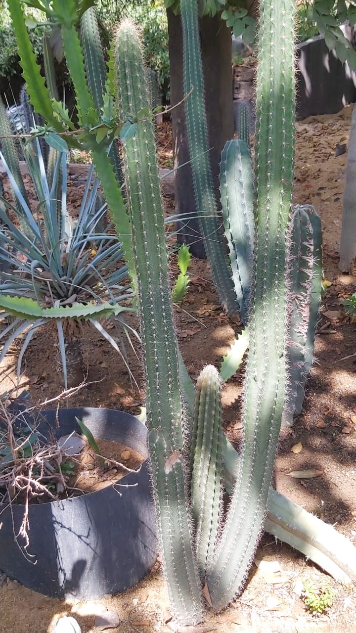 Pachycereus pecten-aboriginum