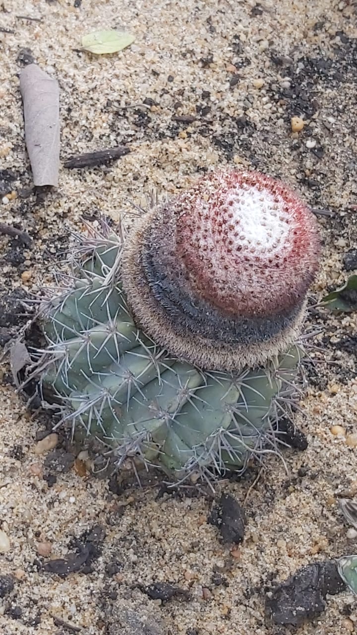 Melocactus curvispinus