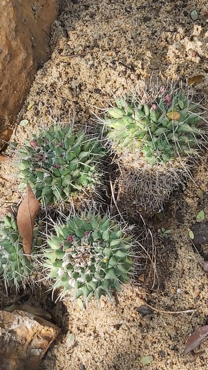 Mammillaria grusonii
