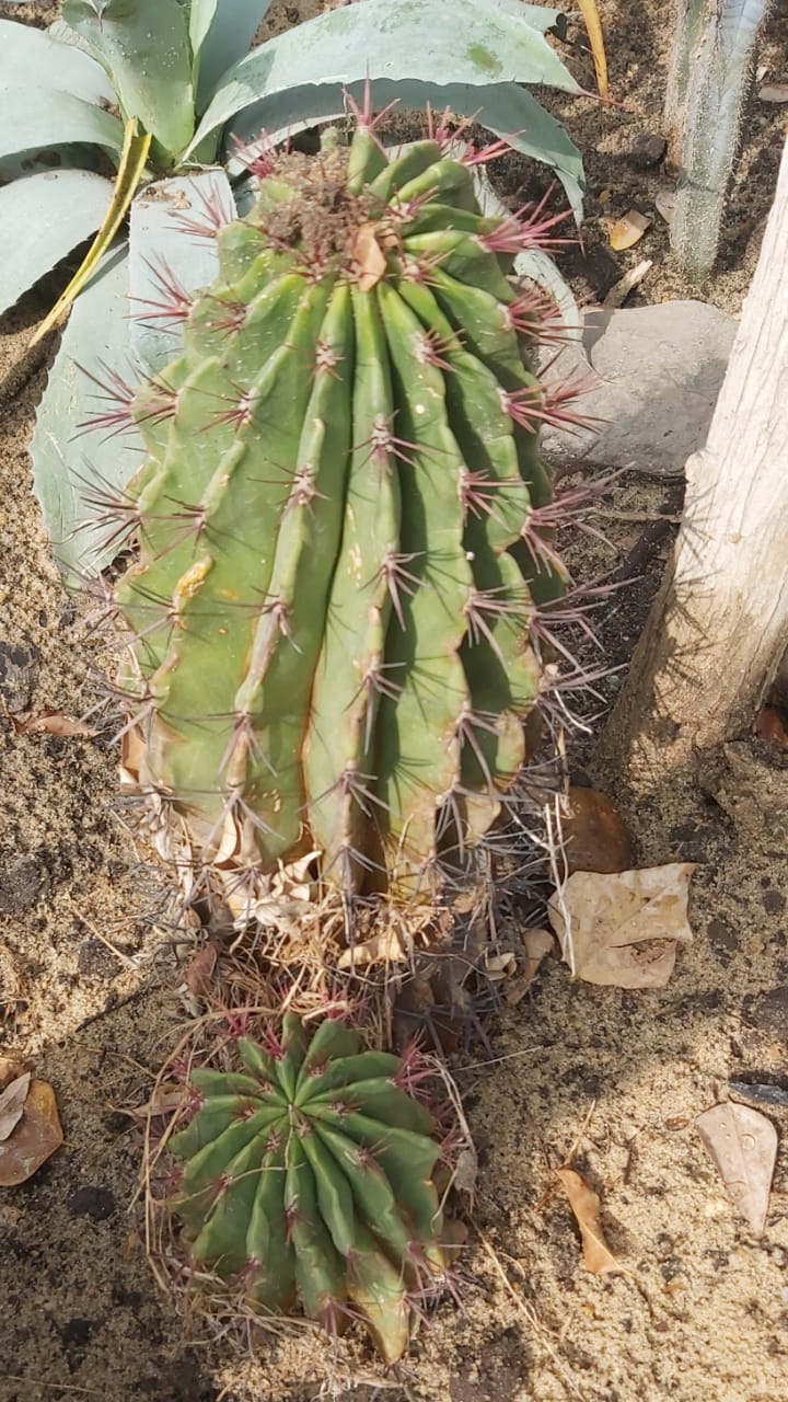 Ferocactus pilosus