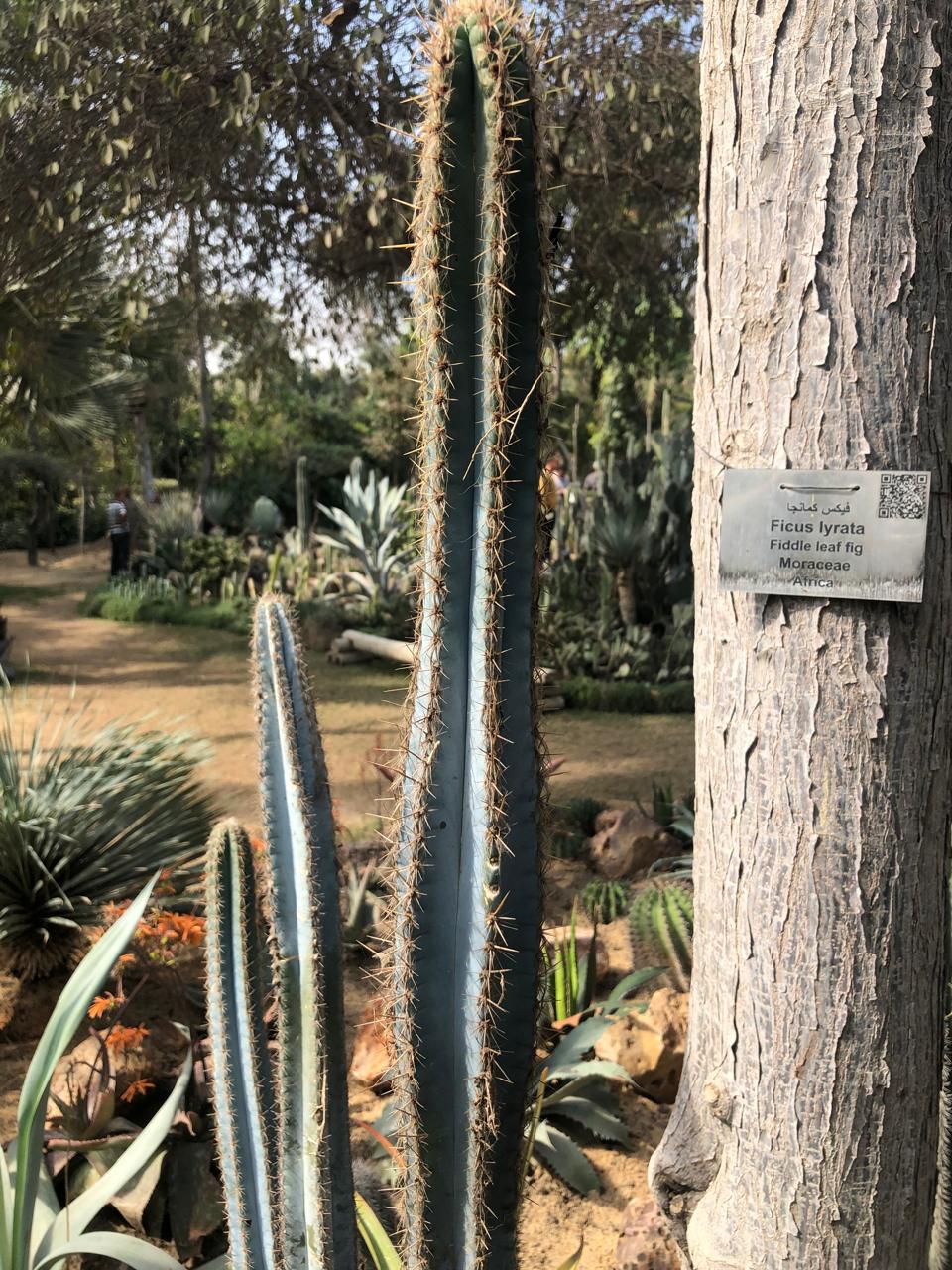 Pilosocereus pachycladus