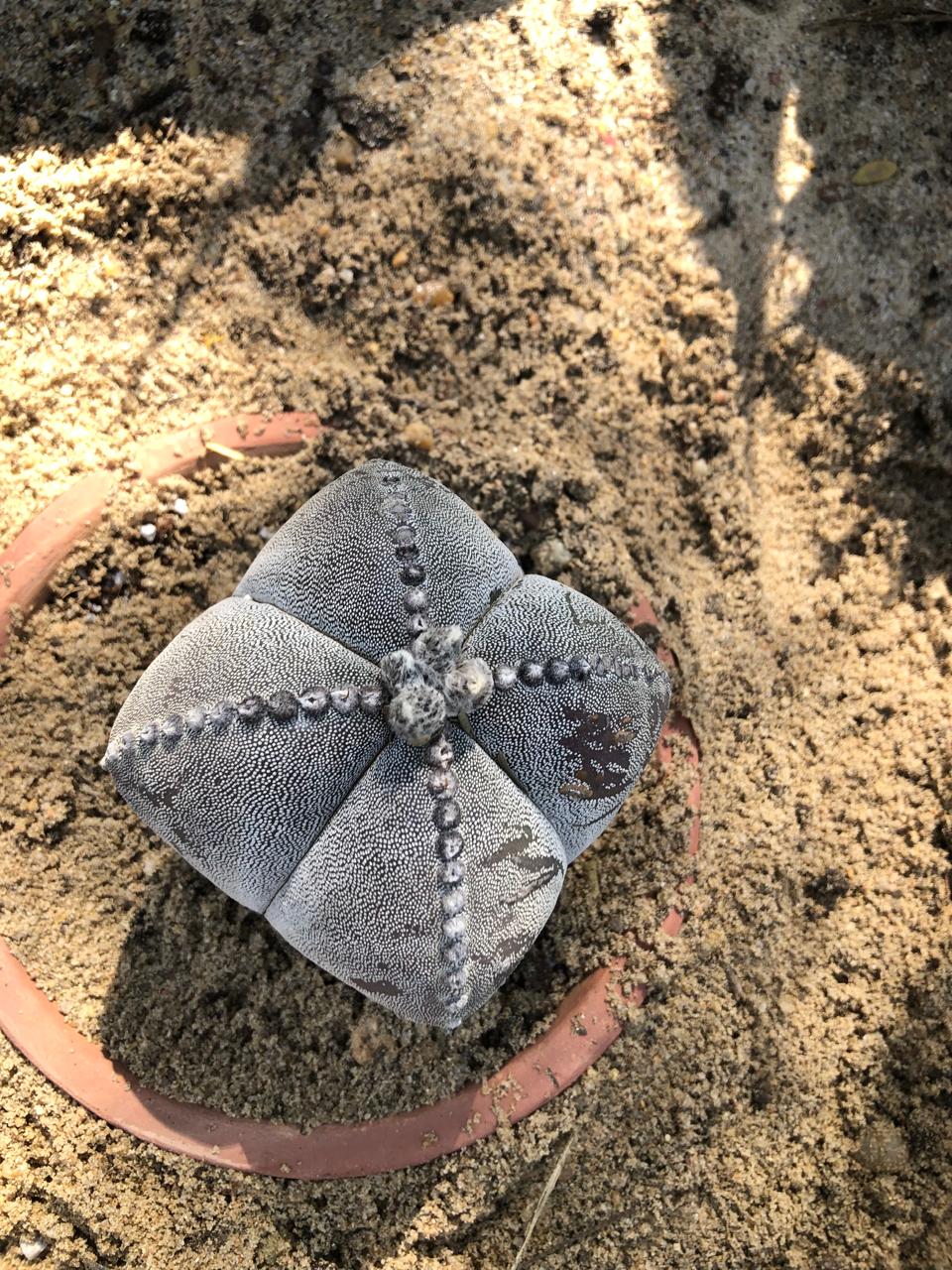 Astrophytum myriostigma