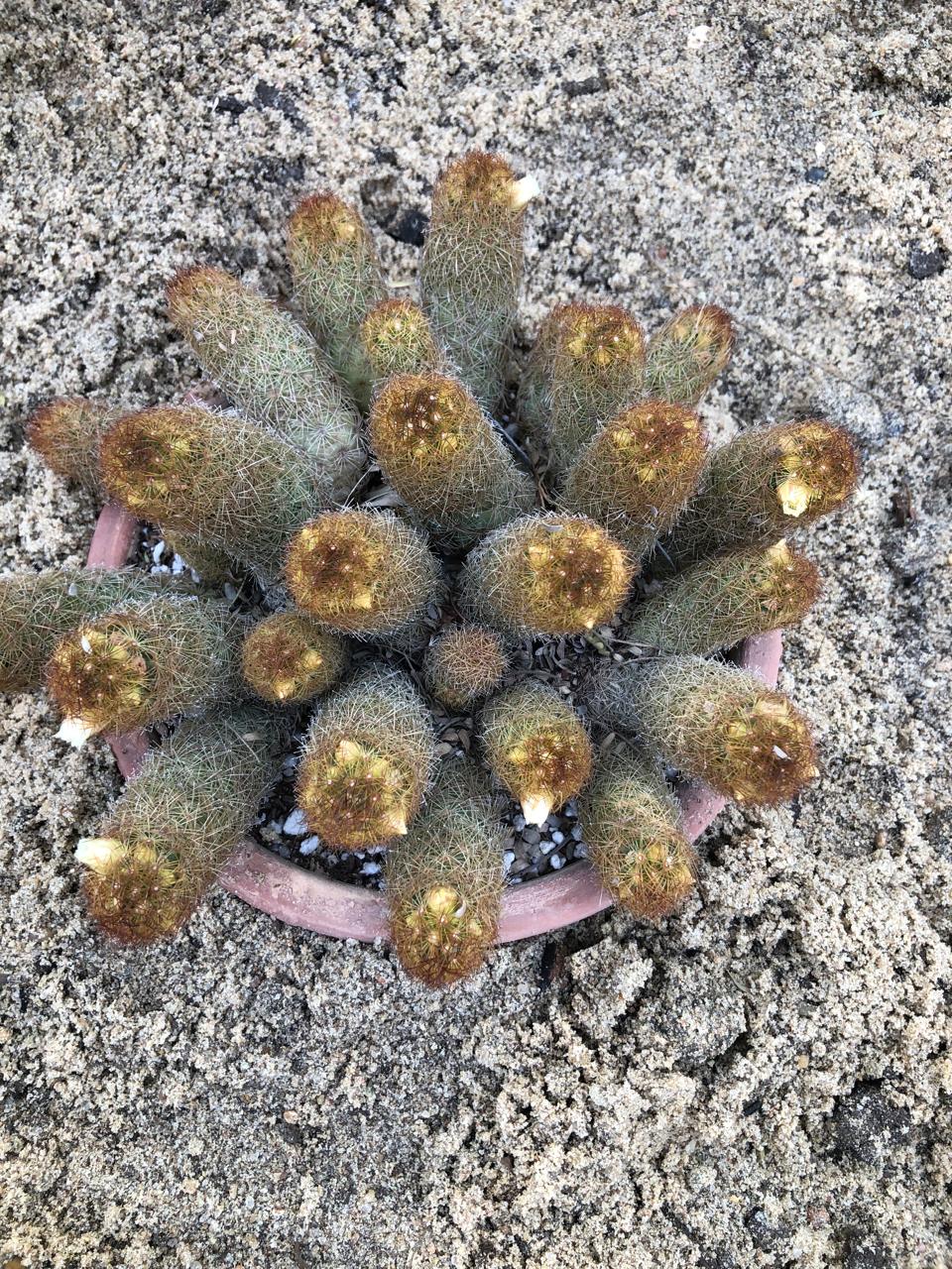 Mammillaria elongata