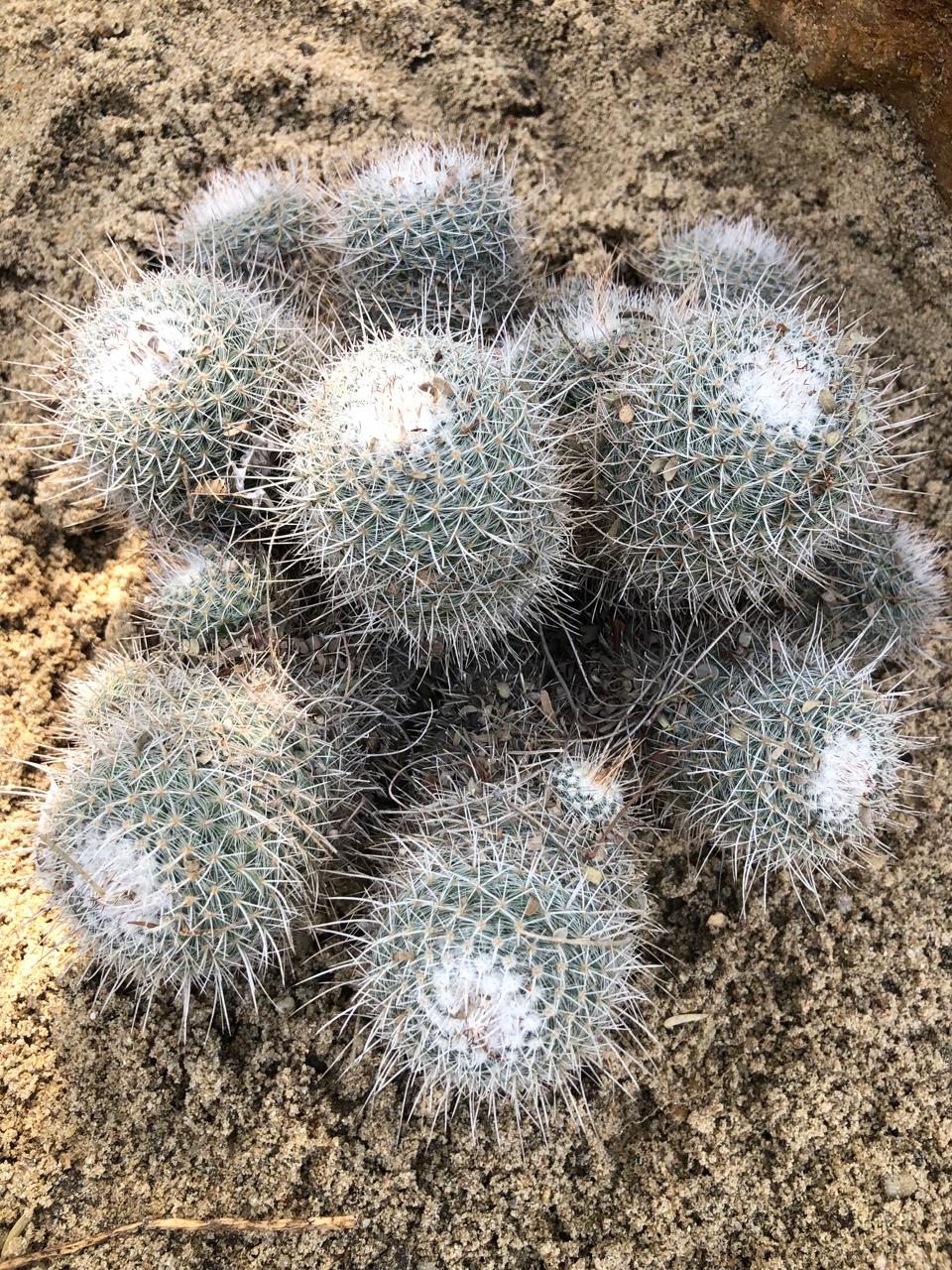 Mammillaria geminispina