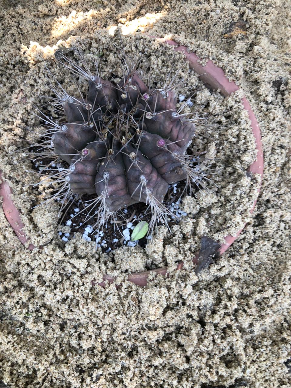 Gymnocalycium mihanovichii
