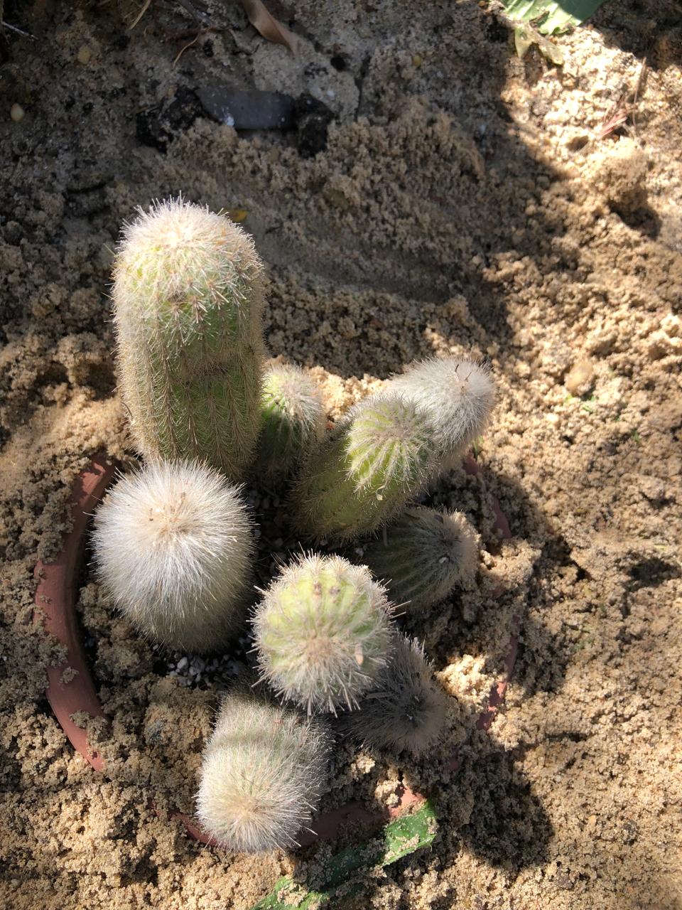 Cleistocactus strausii
