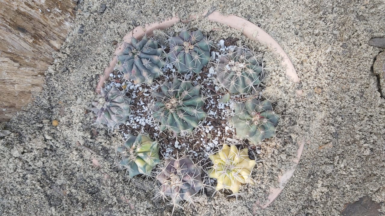 Ferocactus glaucescens