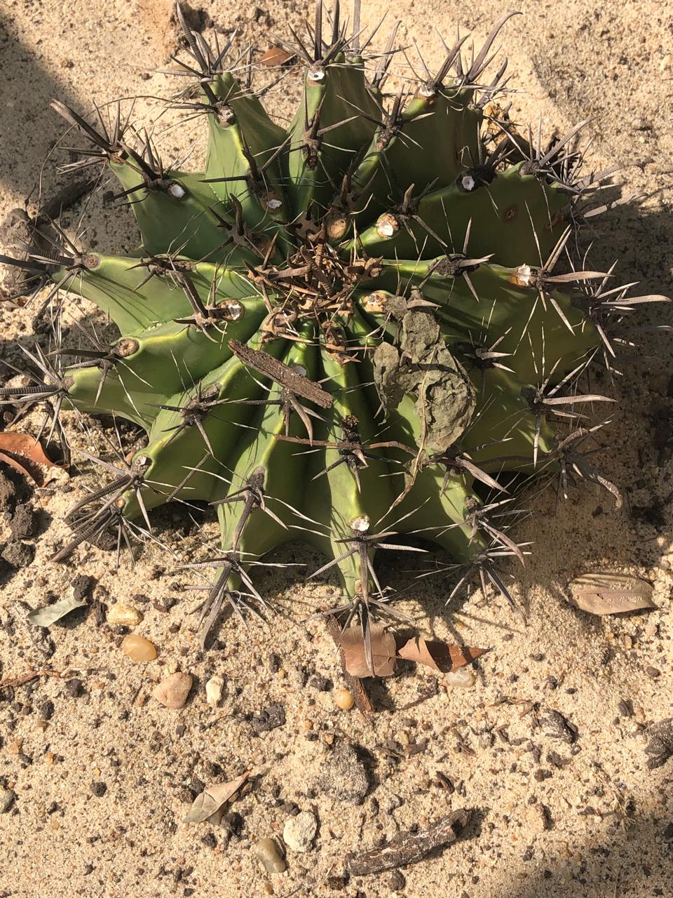 Echinocactus platyacanthus