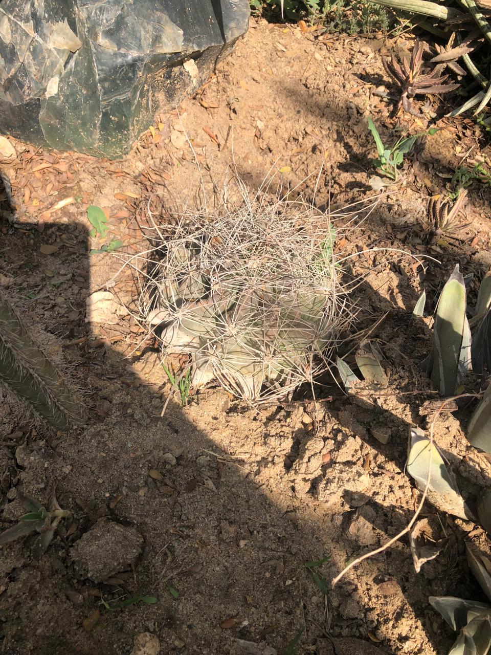 Ferocactus hamatacanthus