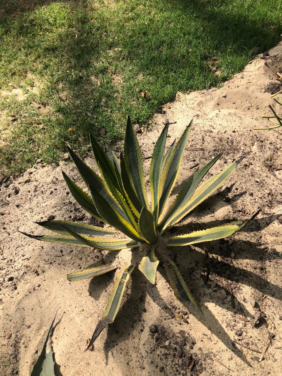 Agave lophantha