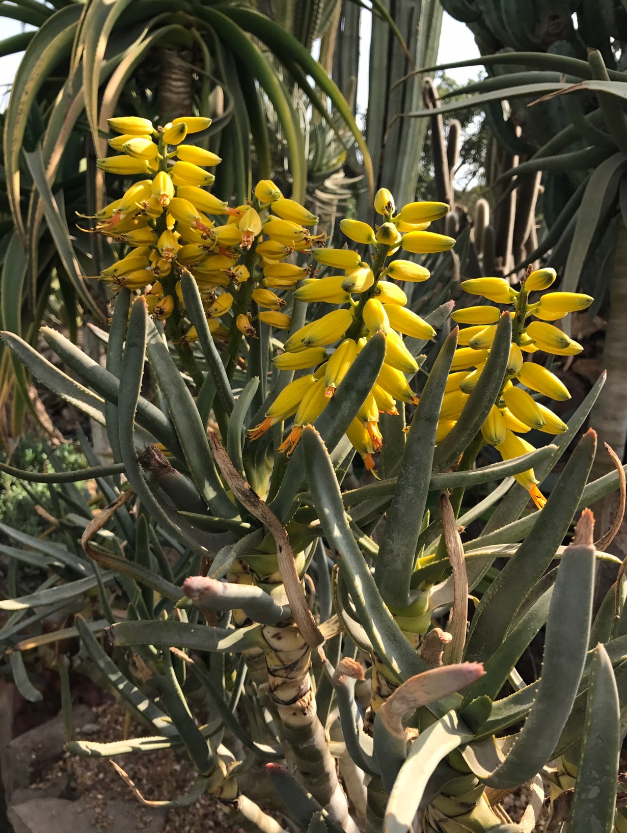 Aloidendron ramosissimum
